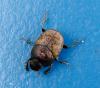 Onthophagus coenobita